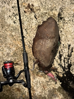 モンゴウイカの釣果