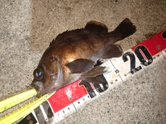 メバルの釣果