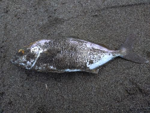 ネリゴの釣果