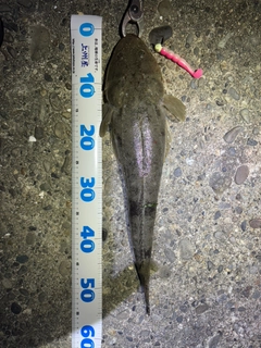 マゴチの釣果
