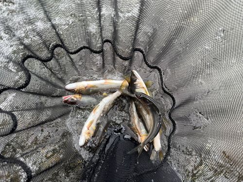 アユの釣果