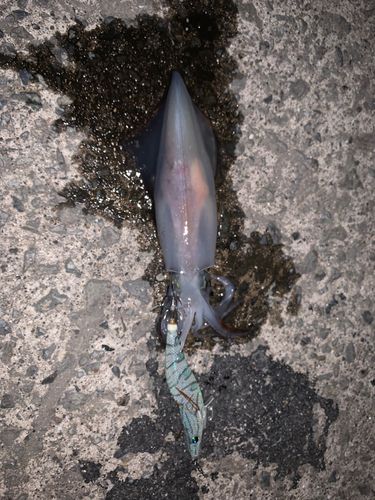 ケンサキイカ