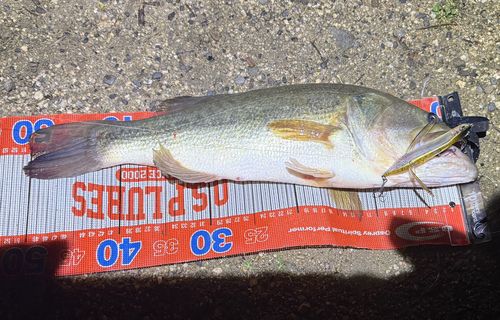 ラージマウスバスの釣果