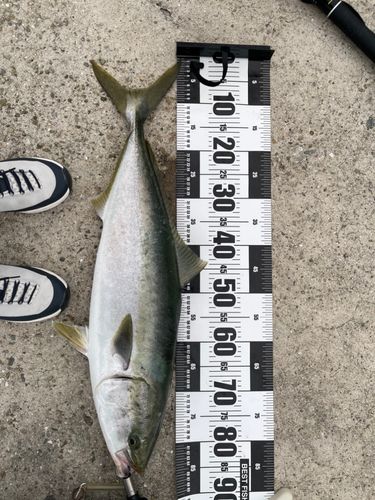 ブリの釣果