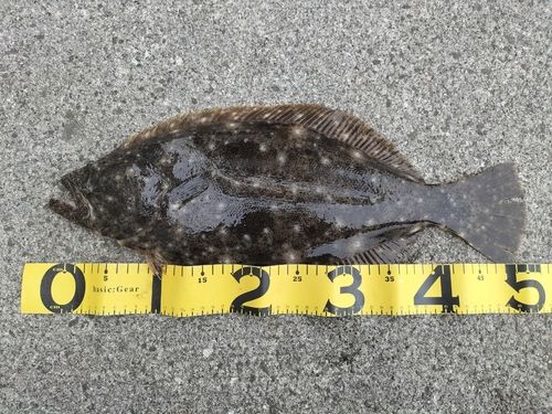 釣果
