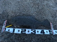 ヒラメの釣果