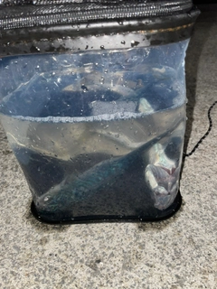 サバの釣果