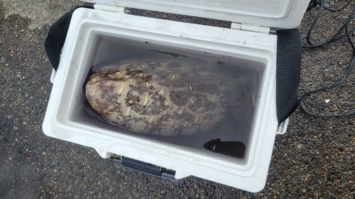 モンゴウイカの釣果