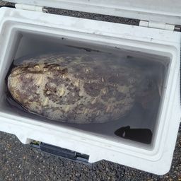 モンゴウイカ