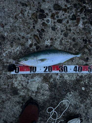 フクラギの釣果
