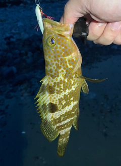 キジハタの釣果