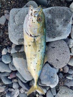 ワカシの釣果