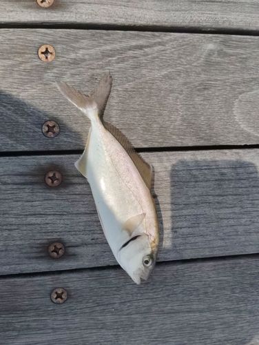 ショゴの釣果