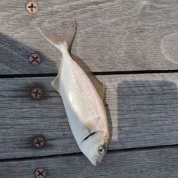 ショゴ