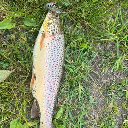 ブラウントラウト