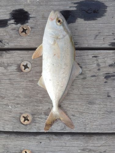ショゴの釣果