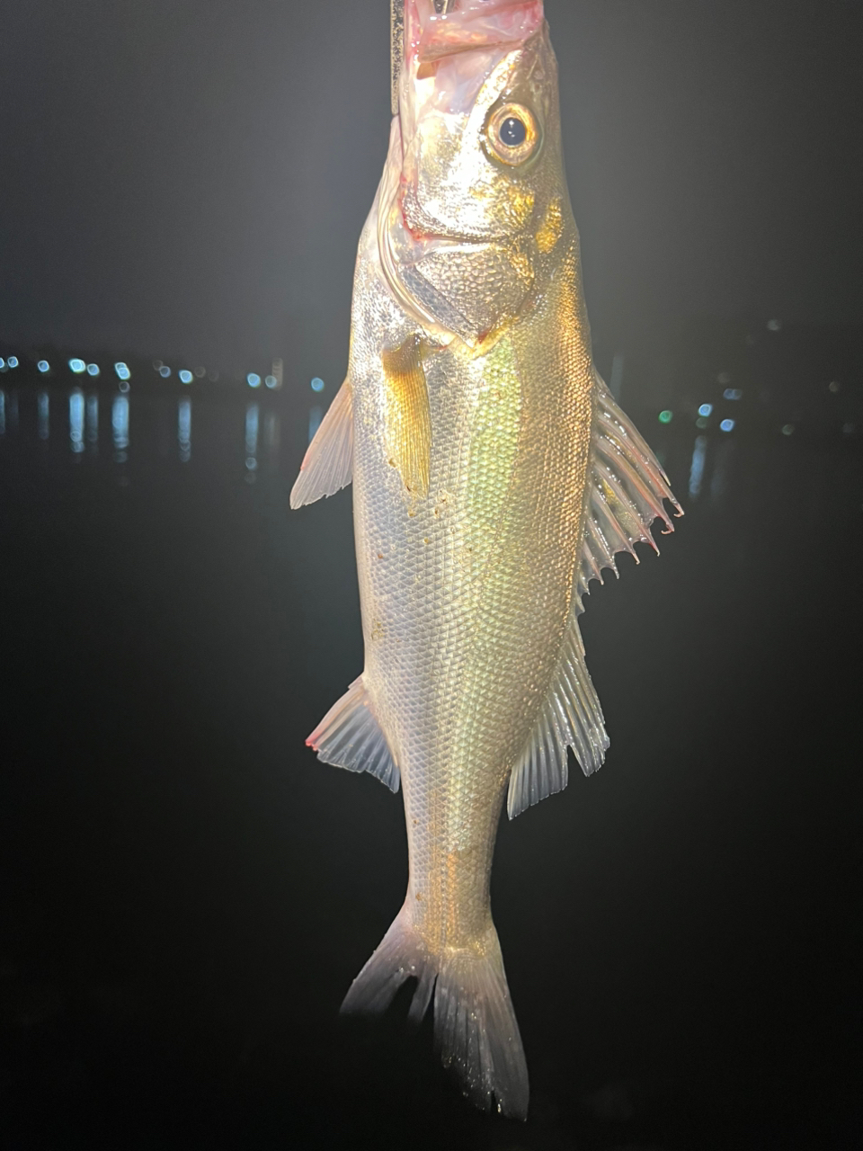 アピア(APIA) Foojin'Z GENAROUS 94M フージンゼータジェネラス