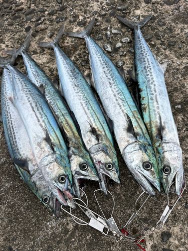 サゴシの釣果