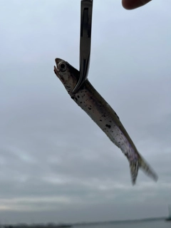 イワシの釣果