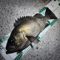 メバルの釣果