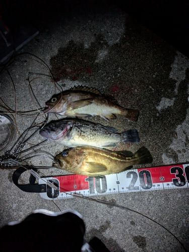 シマゾイの釣果