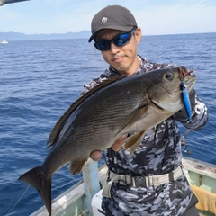 イサキの釣果