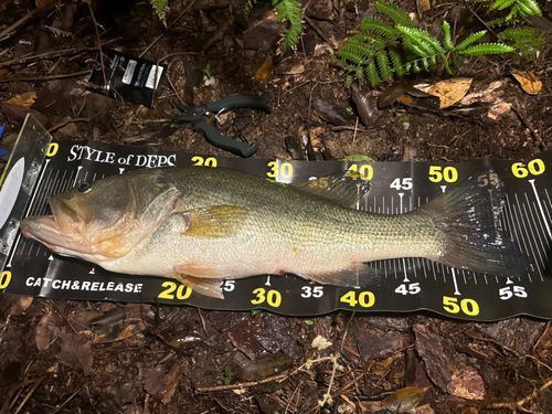 ブラックバスの釣果