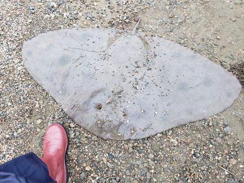 ツバクロエイの釣果