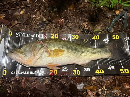 ブラックバスの釣果