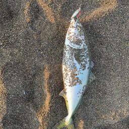 ワラサ