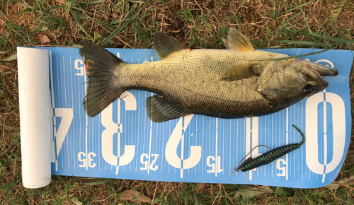 ブラックバスの釣果