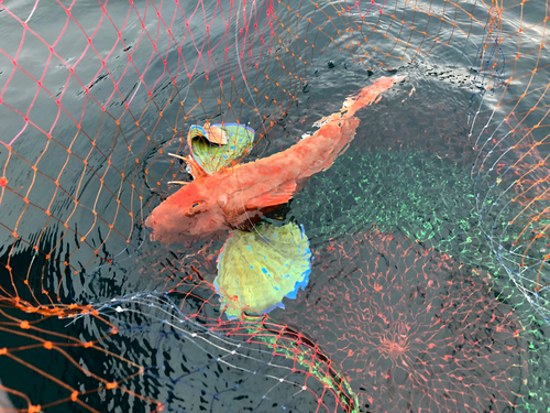 ホウボウの釣果