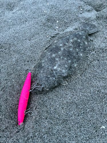 ヒラメの釣果