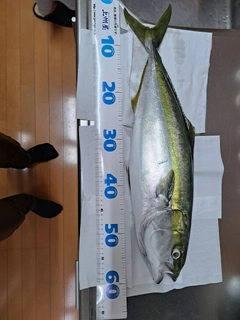 イナダの釣果