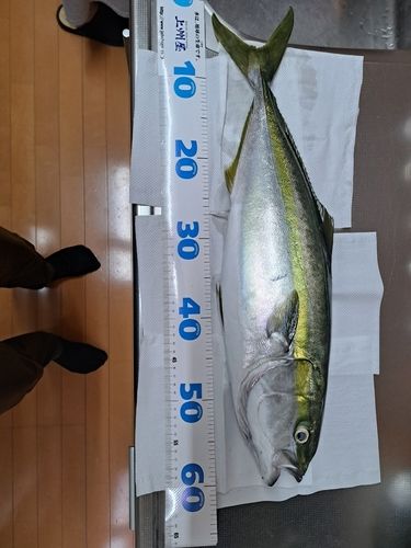 イナダの釣果