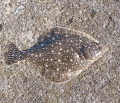イシガレイの釣果