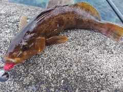 アイナメの釣果