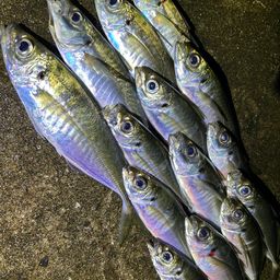 アジ