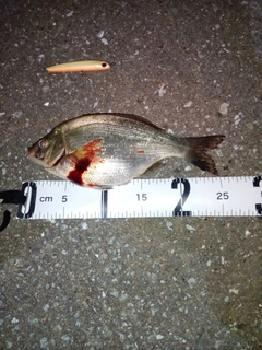 ウミタナゴの釣果