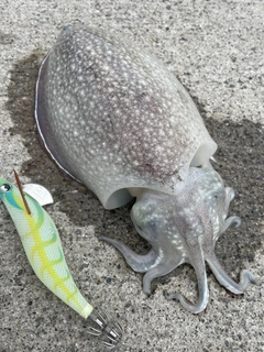 シリヤケイカの釣果