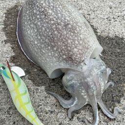シリヤケイカ