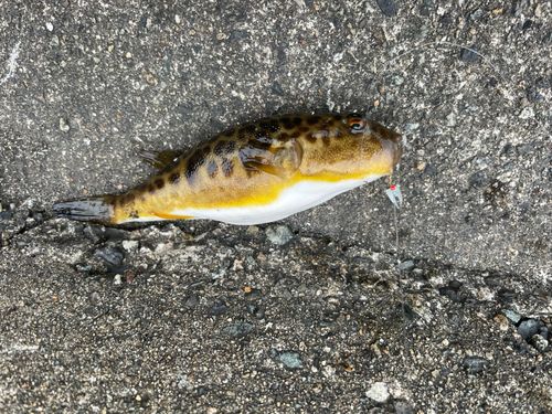 ヒガンフグの釣果