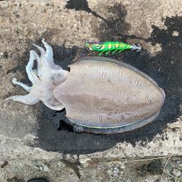 モンゴウイカ