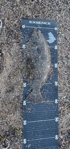 ヒラメの釣果