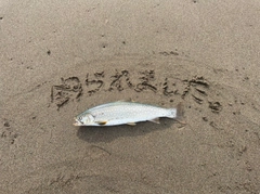 アメマスの釣果