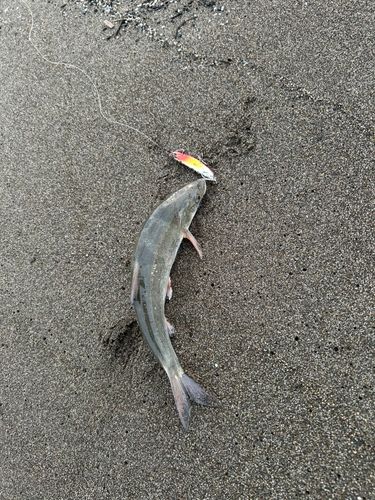 ウグイの釣果