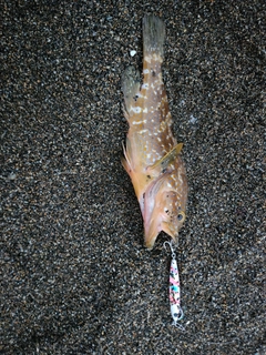 キジハタの釣果