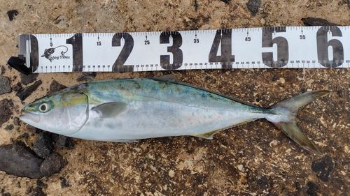 イナダの釣果