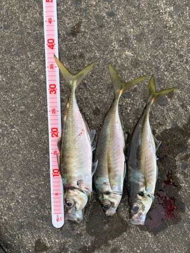 アジの釣果