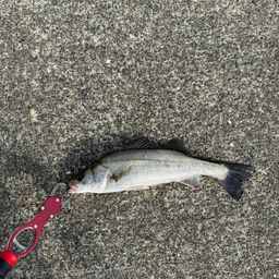 セイゴ（マルスズキ）